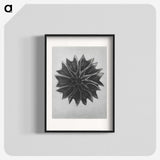 1-35_Karl-Blossfeldt_blk