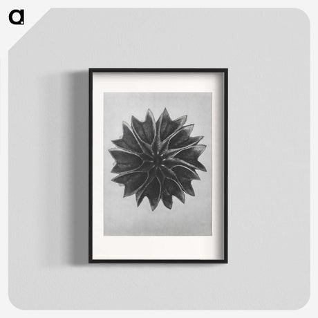 1-35_Karl-Blossfeldt_blk