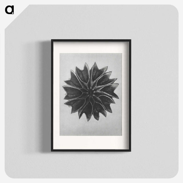 1-35_Karl-Blossfeldt_blk