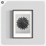 Abutilon (Lime Mallow) - Karl Blossfeldt Poster.