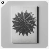 1-35_Karl-Blossfeldt_canvas