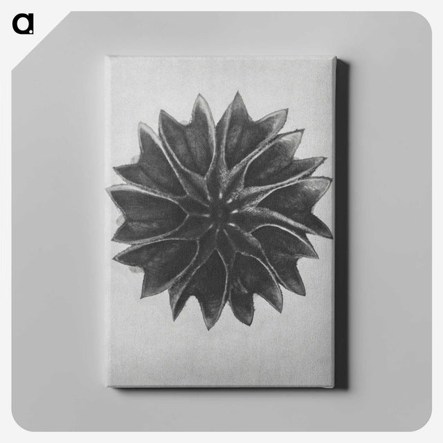 1-35_Karl-Blossfeldt_canvas