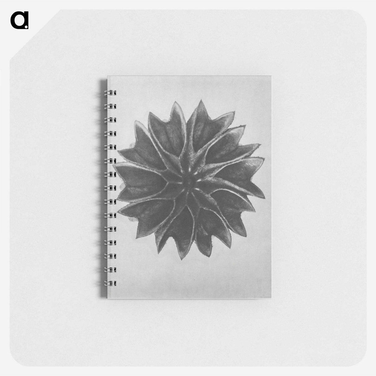 1-35_Karl-Blossfeldt_memo