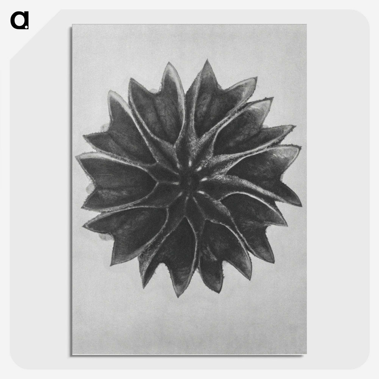 1-35_Karl-Blossfeldt_picture-crop