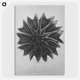 1-35_Karl-Blossfeldt_picture-crop