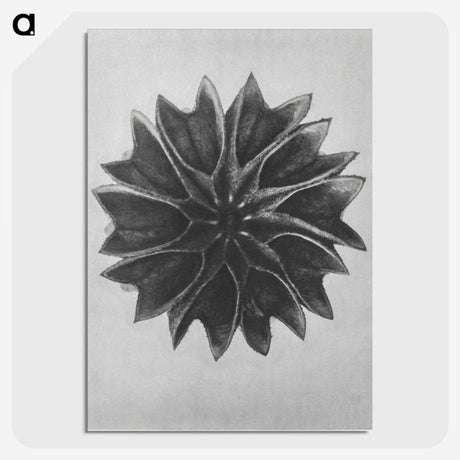 1-35_Karl-Blossfeldt_picture-crop