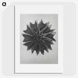 1-35_Karl-Blossfeldt_picture