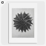 1-35_Karl-Blossfeldt_picture