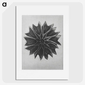 1-35_Karl-Blossfeldt_picture