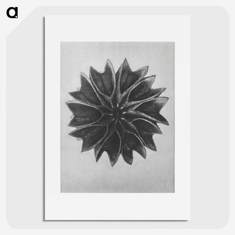 1-35_Karl-Blossfeldt_picture