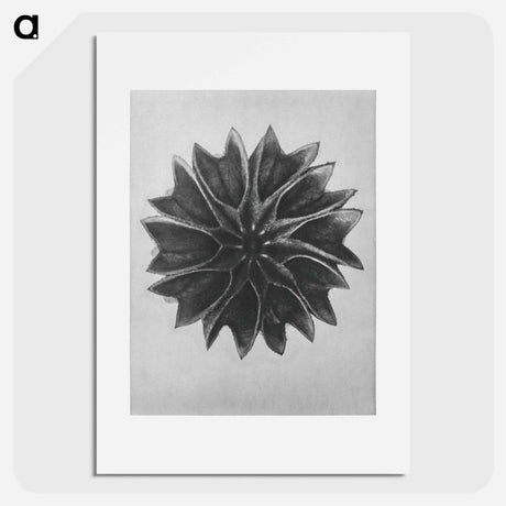 アートポスター-Abutilon (Lime Mallow) - カール ブロスフェルト Poster.