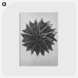 1-35_Karl-Blossfeldt_postcard