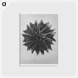 アートポストカード-Abutilon (Lime Mallow) - カール ブロスフェルト Postcard.