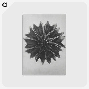 1-35_Karl-Blossfeldt_postcard