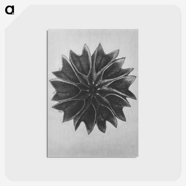 1-35_Karl-Blossfeldt_postcard