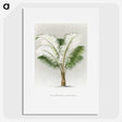 1-35_Les-Palmiers-Histoire-Iconographique_picture