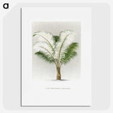 1-35_Les-Palmiers-Histoire-Iconographique_picture
