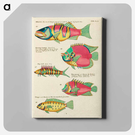 アートパネル-Moluccan Fishes
 - ルイ ルナール Canvas.