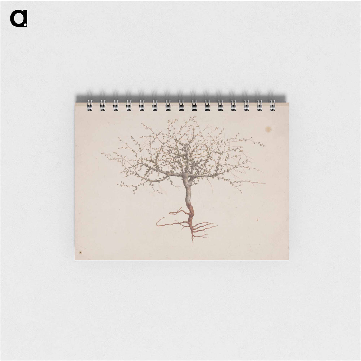 Commiphora gileadensis
 - ルイージ バルガーニ Memo.