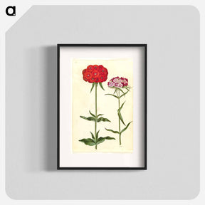 アートポスター-Silene chalcedonica and Dianthus barbatus
 - マリア ジビーラ メーリアン Poster.