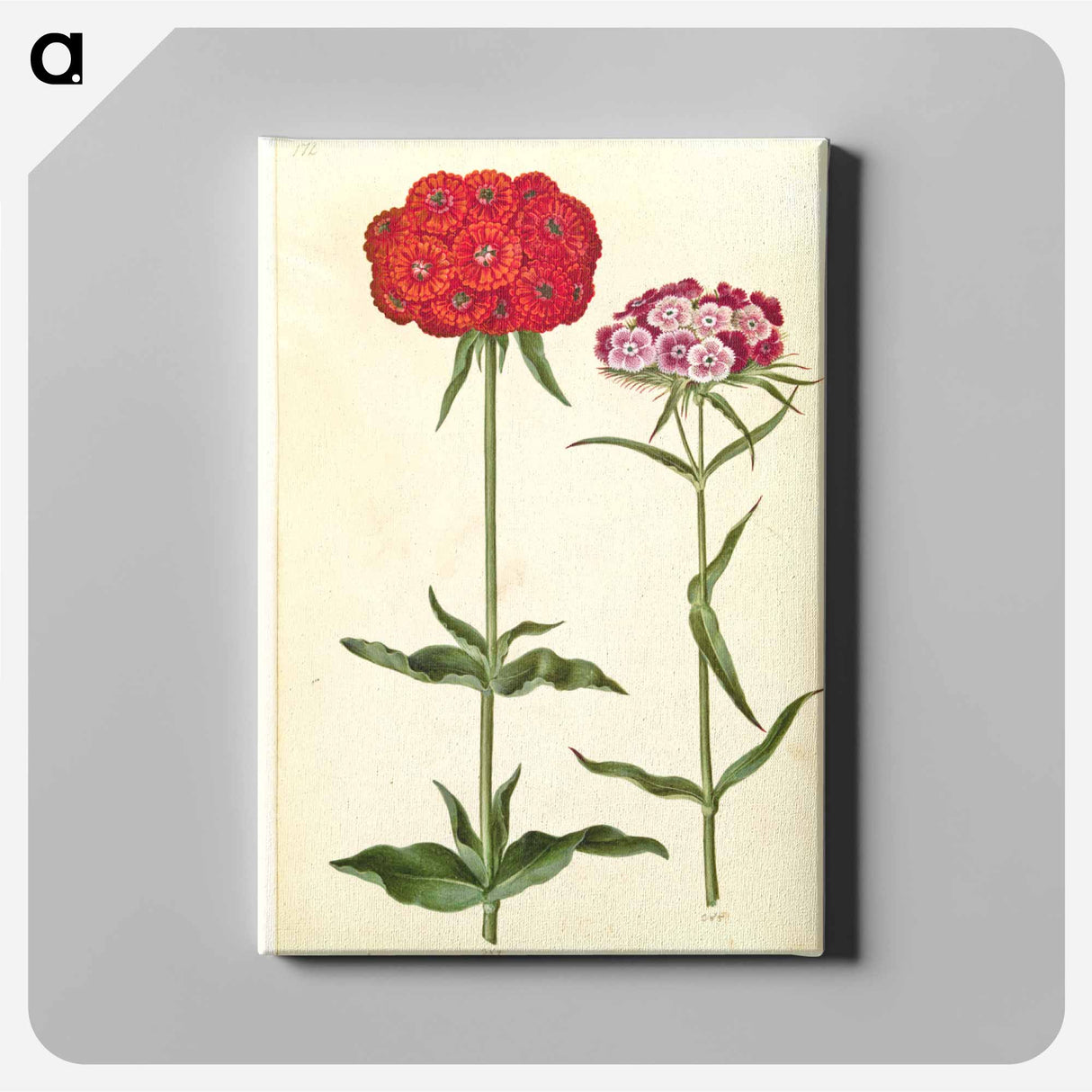 アートパネル-Silene chalcedonica and Dianthus barbatus
 - マリア ジビーラ メーリアン Canvas.