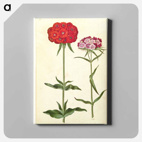 アートパネル-Silene chalcedonica and Dianthus barbatus
 - マリア ジビーラ メーリアン Canvas.
