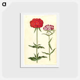 アートポストカード-Silene chalcedonica and Dianthus barbatus
 - マリア ジビーラ メーリアン Postcard.