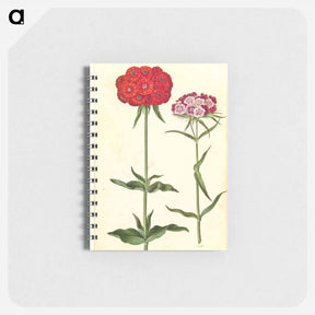 アートメモ帳-Silene chalcedonica and Dianthus barbatus
 - マリア ジビーラ メーリアン Memo.