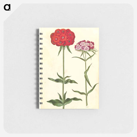 アートメモ帳-Silene chalcedonica and Dianthus barbatus
 - マリア ジビーラ メーリアン Memo.