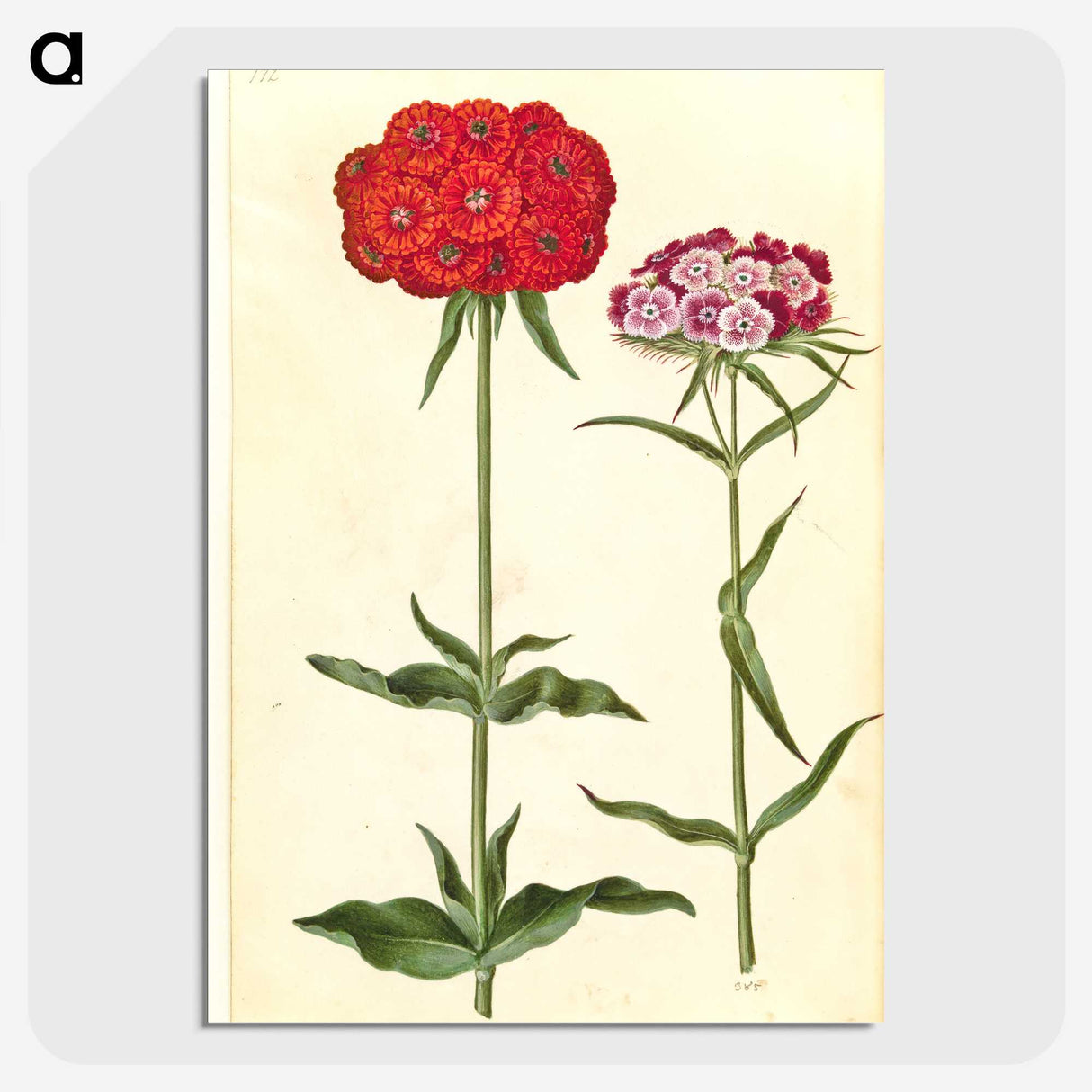 1-35_Maria-Sibylla-Merian_picture-crop