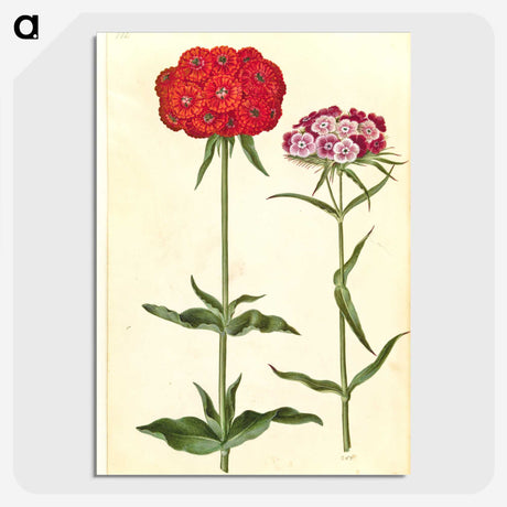 1-35_Maria-Sibylla-Merian_picture-crop