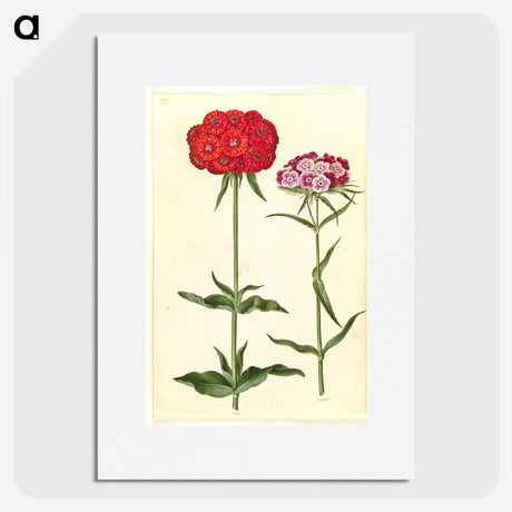 1-35_Maria-Sibylla-Merian_picture