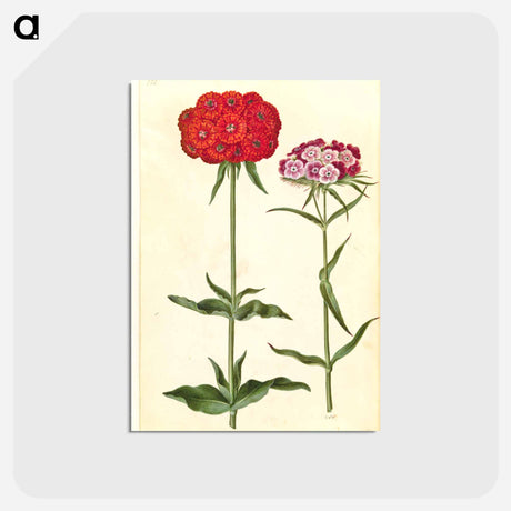 アートポストカード-Silene chalcedonica and Dianthus barbatus
 - マリア ジビーラ メーリアン Postcard.