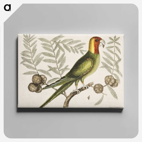 1-35_Mark-Catesby_canvas