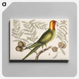 アートパネル-Parrot of Carolina
 - マーク ケイツビー Canvas.