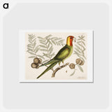 アートポストカード-Parrot of Carolina
 - マーク ケイツビー Postcard.