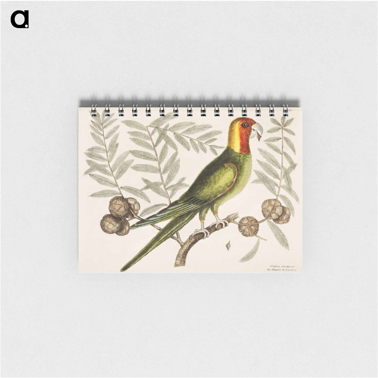 アートメモ帳-Parrot of Carolina
 - マーク ケイツビー Memo.