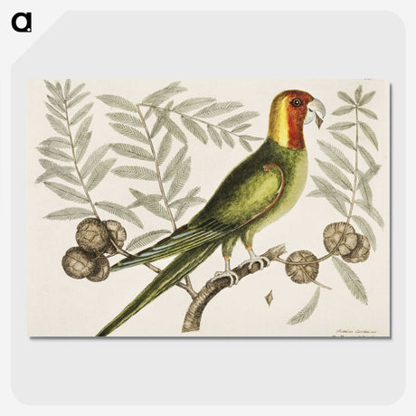 1-35_Mark-Catesby_picture-crop