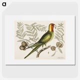 1-35_Mark-Catesby_picture