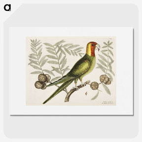 1-35_Mark-Catesby_picture