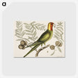 1-35_Mark-Catesby_postcard
