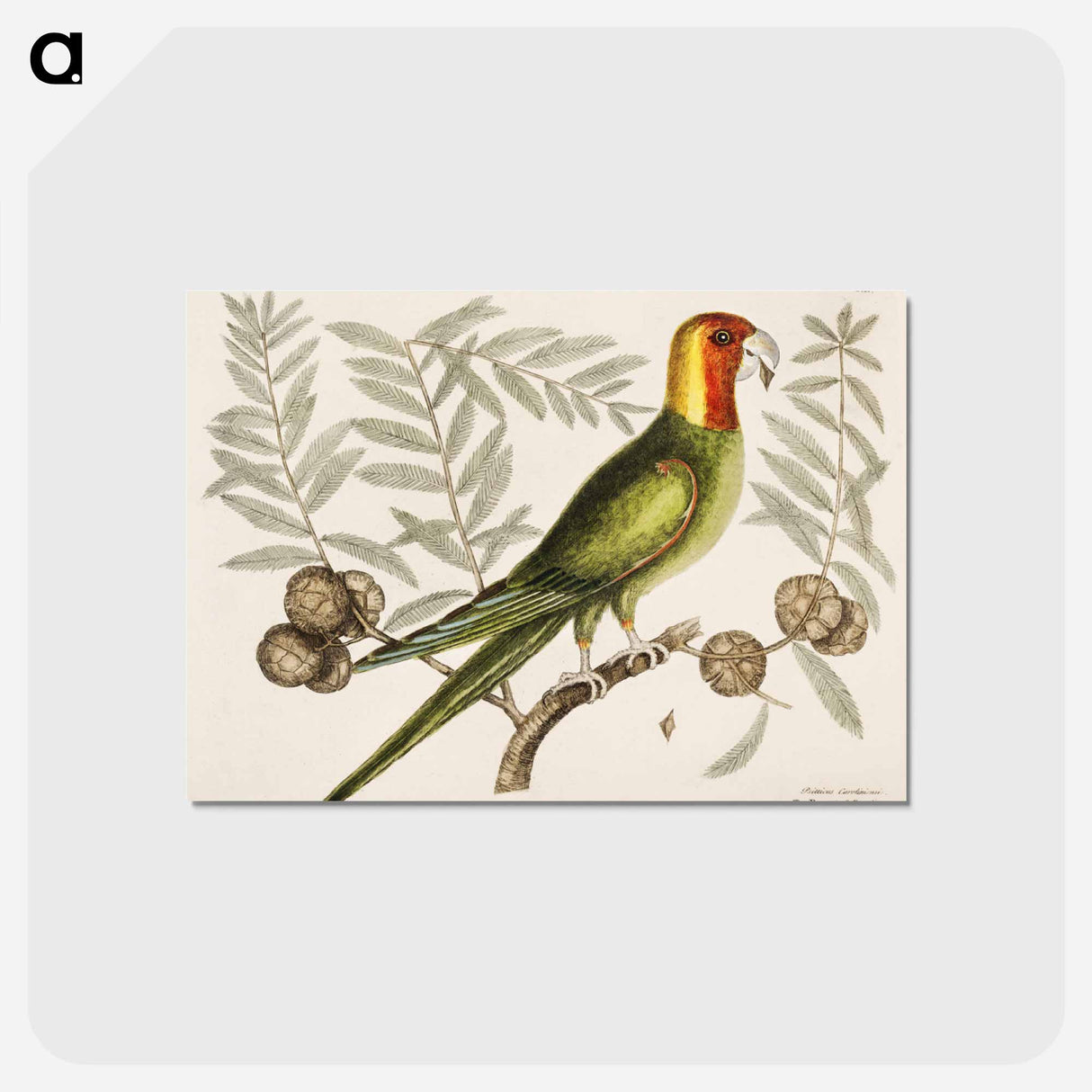 アートポストカード-Parrot of Carolina
 - マーク ケイツビー Postcard.