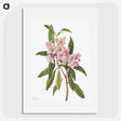1-35_Mary-Vaux-Walcott_picture