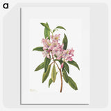1-35_Mary-Vaux-Walcott_picture