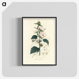 1-35_Medical-Botany_blk-crop