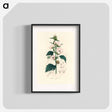 アートポスター-Althea officinalis Illustration
 - 薬用植物学 Poster.