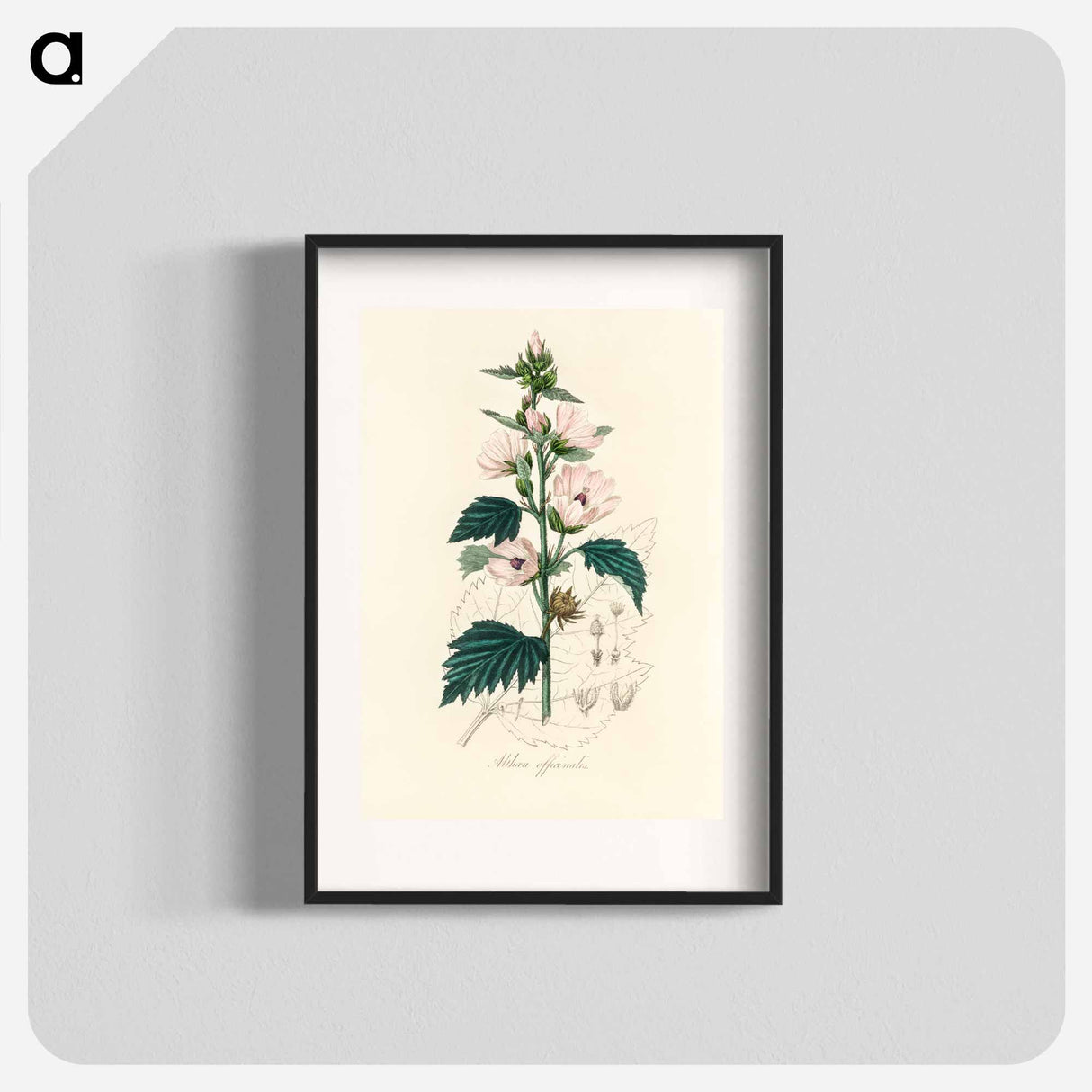 アートポスター-Althea officinalis Illustration
 - 薬用植物学 Poster.