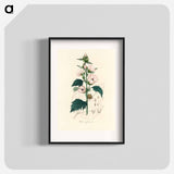 アートポスター-Althea officinalis Illustration
 - 薬用植物学 Poster.