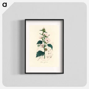 アートポスター-Althea officinalis Illustration
 - 薬用植物学 Poster.