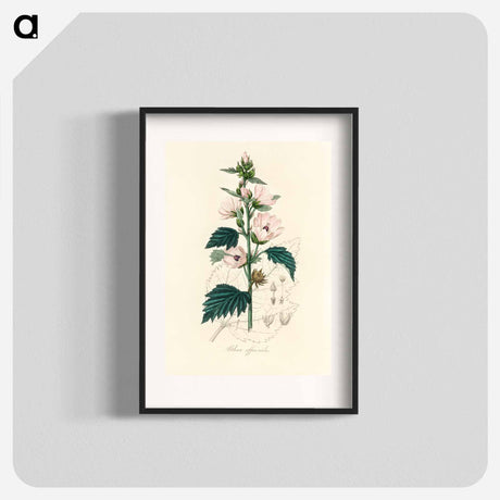 アートポスター-Althea officinalis Illustration
 - 薬用植物学 Poster.